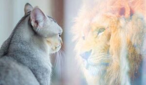 Cat looking at mirror and sees itself as a lion. Self-esteem and development concept