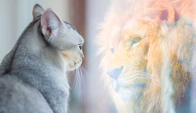Cat looking at mirror and sees itself as a lion. Self-esteem and development concept
