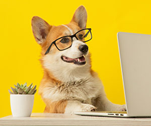 Corgi sat at desk with glasses and a laptop