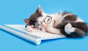 Cute little kitten in glasses fell asleep on keyboard on working desk place - quiet quitting concept