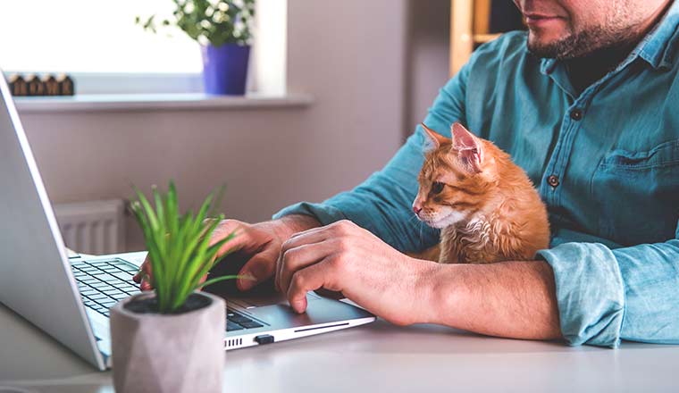 A person working at home with pet laying on lap.