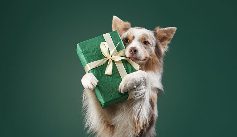 Goodwill gesture concept with dog holding gift