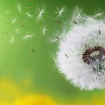 Change and growth concept with a dandelion shedding seeds