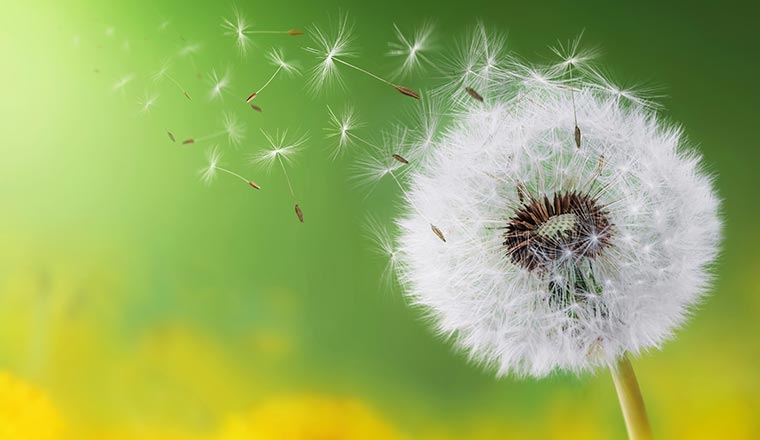 Change and growth concept with a dandelion shedding seeds