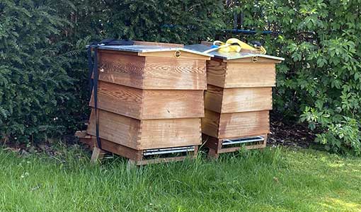 Bee hives at the AA site
