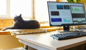 Home office with computer and cat