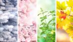 A picture of the 4 seasons