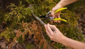 Person cutting off a branch of dead wood