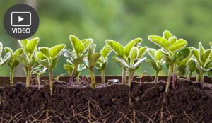 Video Image: How Shifting Mindsets Improves FCR