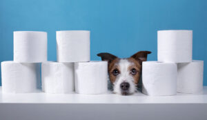 A dog surrounded by toilet paper - bathroom break concept