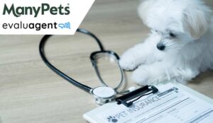 Pet Insurance