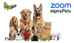 picture of many different pets