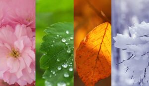 4 seasons